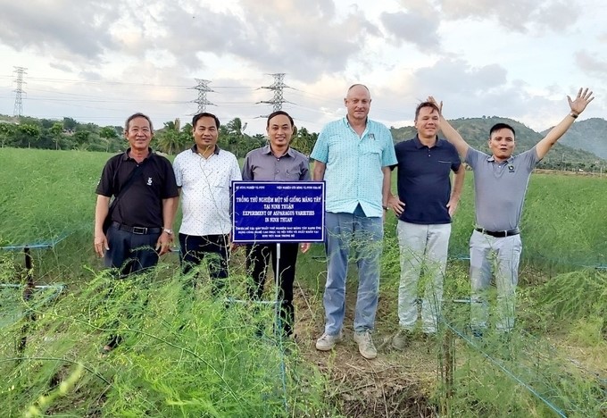 The Nha Ho  Research Institute for Cotton and Agricultural Development focuses on researching green asparagus varieties and production processes that bring high economic efficiency. Photo: MP.