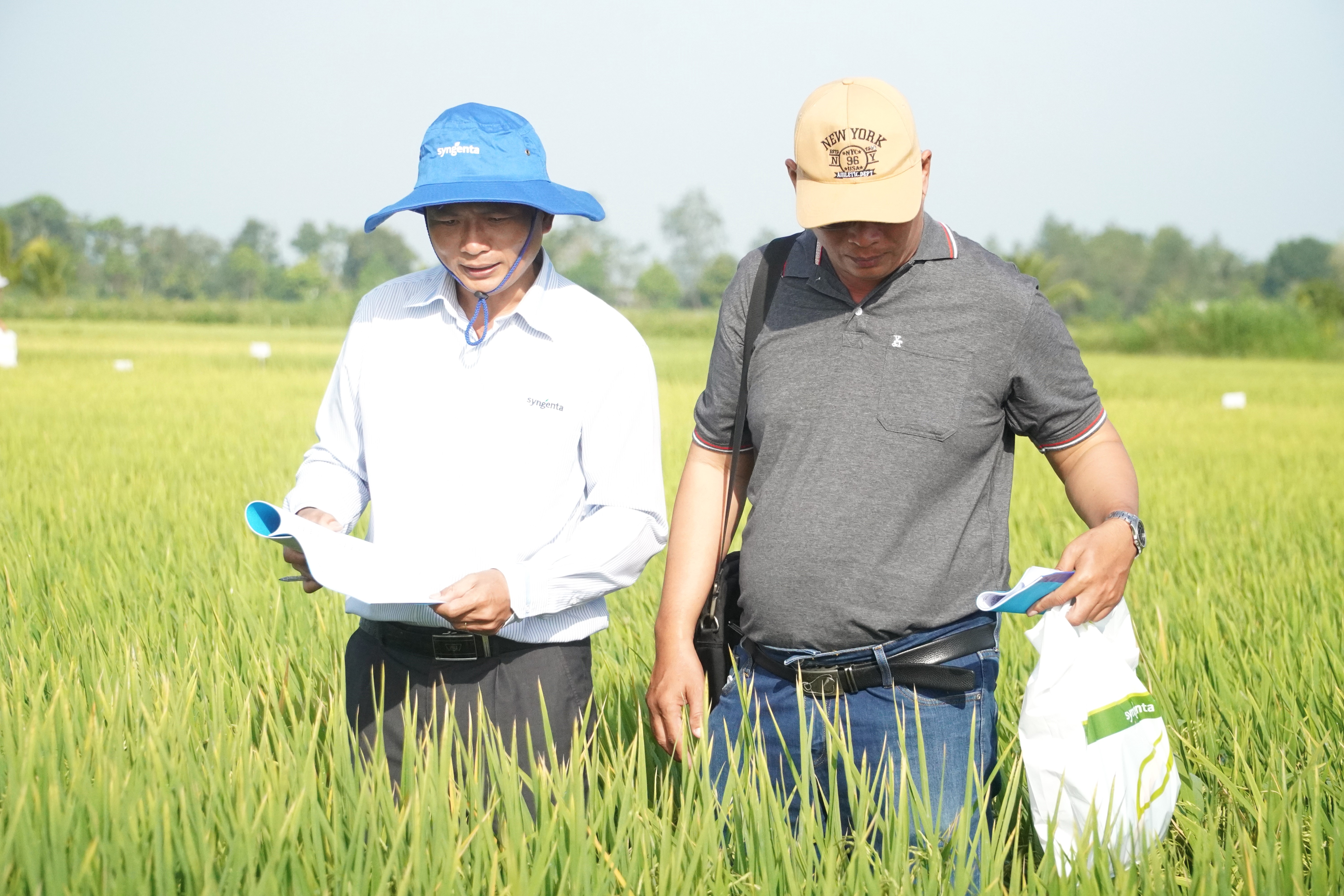 Hàng năm, Viện Lúa ĐBSCL tiến hành khảo nghiệm và trình diễn các giống lúa mới với mục tiêu chọn được những giống lúa mới có đặc tính vượt trội để bổ sung vào cơ cấu sản xuất lúa của vùng. Ảnh: Kim Anh.