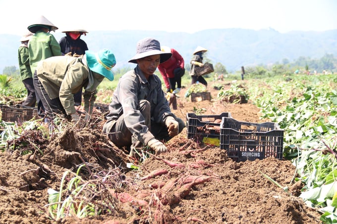 Năm nay giá khoai lang tăng cao nhất từ trước đấy nay giúp các thành viên HTX Nông nghiệp Thành Tín có thu nhập tốt. Ảnh: Quang Yên.