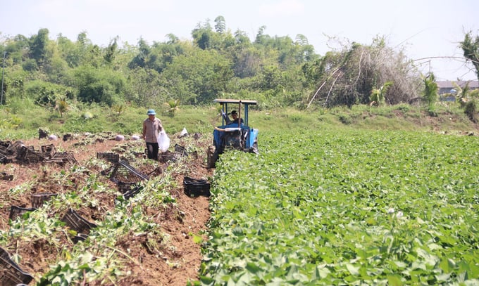 Để phát triển bền vững, HTX Nông nghiệp Thành Tín đã liên kết với doanh nghiệp thiết lập hồ sơ cấp mã số vùng trồng. Ảnh: Quang Yên.