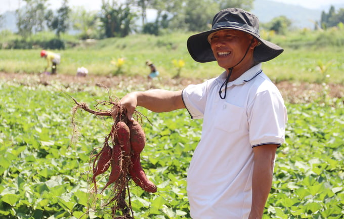 Mr. Nguyen Dinh Vinh (living in Dak Nue commune, Lak district) earns billions from growing sweet potatoes. Photo: Quang Yen.