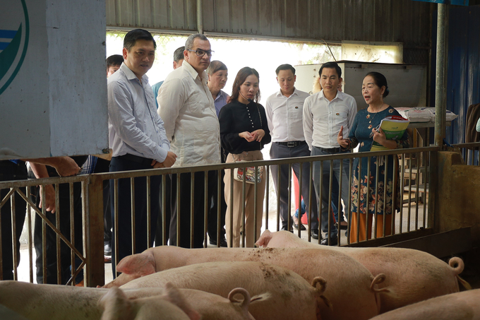 Que Lam biosafety organic pig raising model follows the '5 no standards'. Photo: Hoang Anh.
