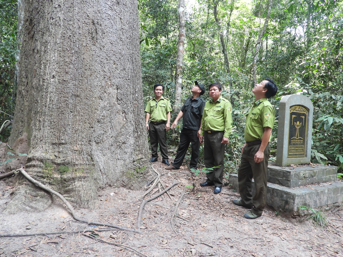 Lực lượng kiểm lâm Tây Ninh bảo vệ cây di sản ASEAN tại Vườn Quốc gia Lò Gò - Xa Mát. Ảnh: Trần Trung.