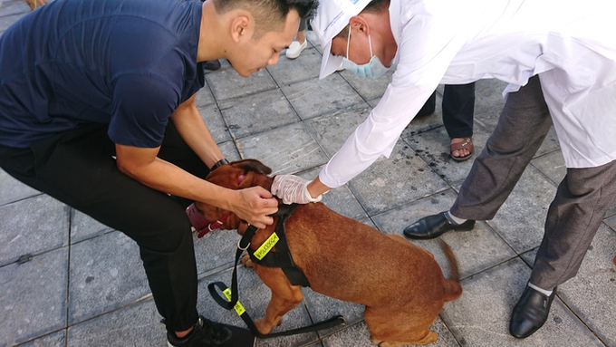 The Government requested local governments to set up inspection teams for local rabies prevention and control. Photo: PH.