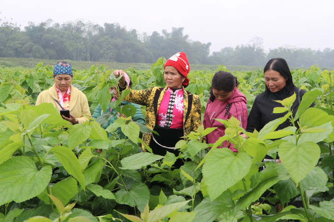 Người dân tham quan, học tập kỹ thuật thâm canh dâu cho năng suất cao tại xã Việt Thành. Ảnh: Thanh Tiến.