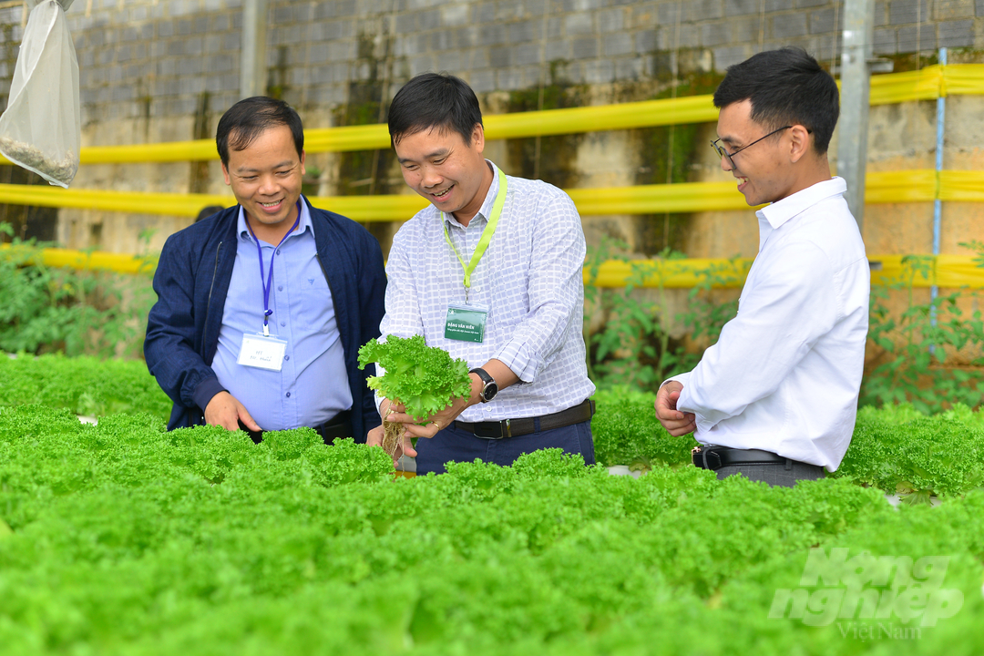 Công ty Rijk Zwaan Việt Nam là một trong những đơn vị tiên phong trong việc đưa công nghệ sản xuất xà lách thuỷ canh vào Việt Nam. Ảnh: Minh Hậu.