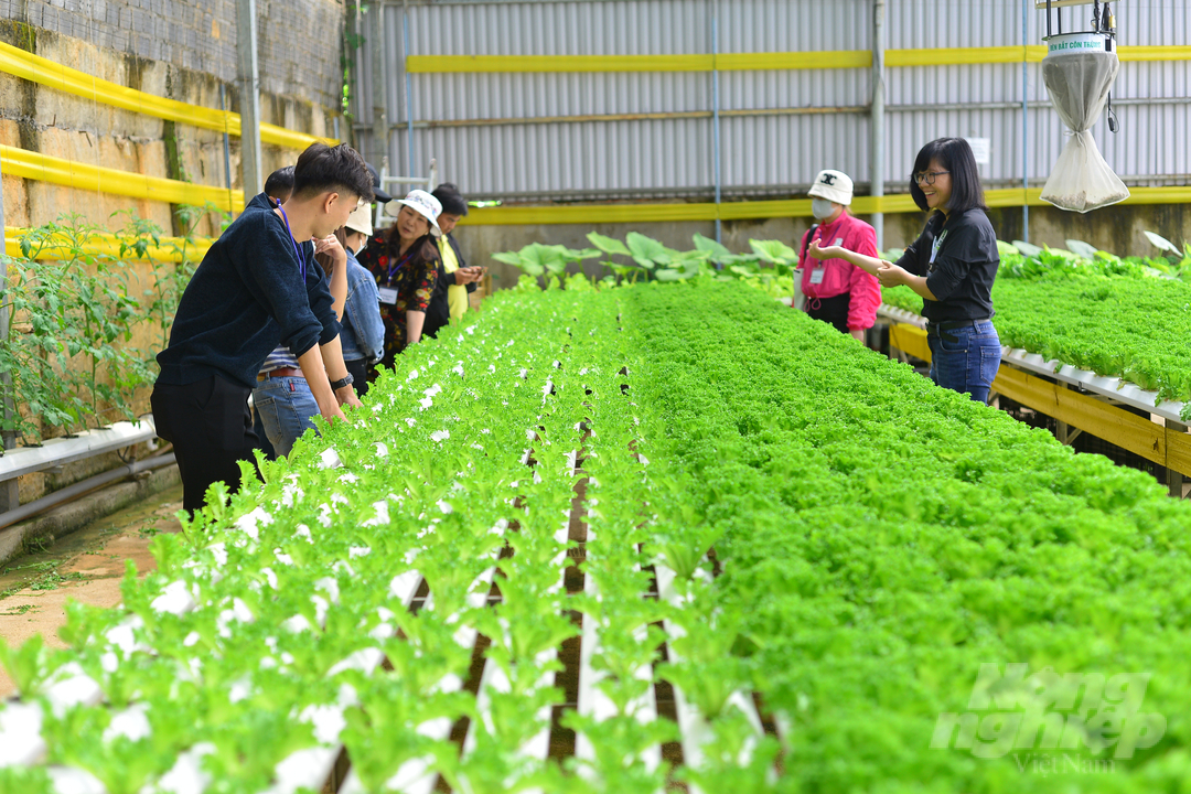 Các giống xà lách mới được Rijk Zwaan phát triển ở Việt Nam đã góp phần tạo ra 'làn gió mới' trong sản xuất, mang lại lợi nhuận cao cho người dân. Ảnh: Minh Hậu.