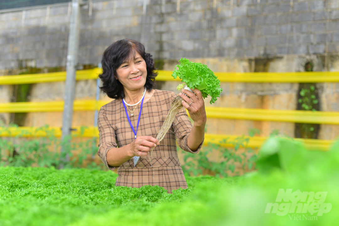 Bà Phạm Thị Thu Cúc, Giám đốc Công ty TNHH Rừng hoa Bạch Cúc là một trong những người đầu tiên áp dụng mô hình sản xuất xà lách thuỷ canh ở Việt Nam. Ảnh: Minh Hậu.
