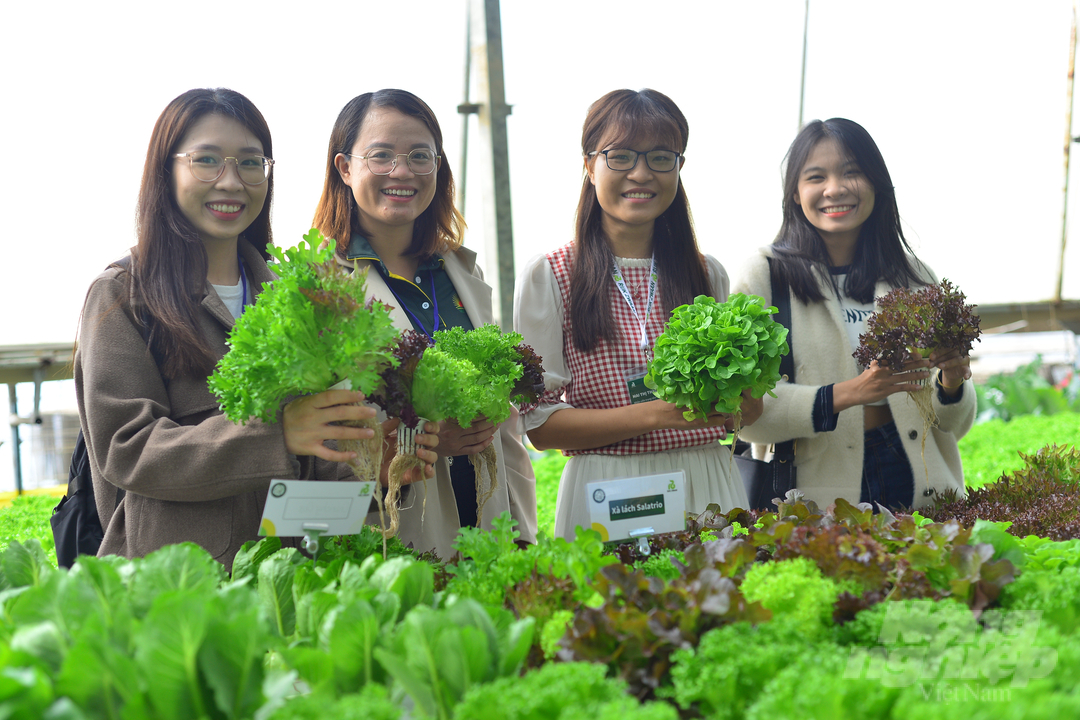 Trung bình mỗi năm Rijk Zwaan đưa ra thị trường Việt Nam khoảng trên 50 triệu hạt giống rau thuỷ canh các loại và tăng trưởng 15%/năm. Ảnh: Minh Hậu.
