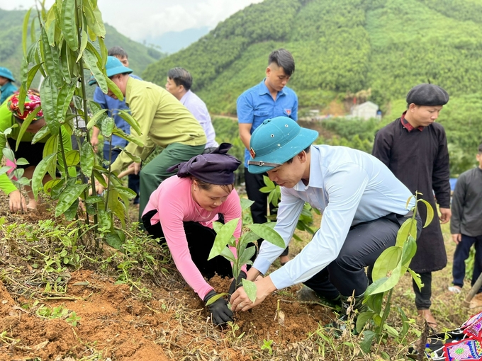 Cán bộ cùng nhân dân huyện Bảo Yên (Lào Cai) trồng quế giúp phủ xanh đất rừng, vừa tạo nguồn thu nhập từ loại cây này. Ảnh: Hải Đăng.