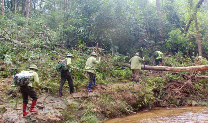 Cán bộ kiểm lâm của Vườn Quốc gia Vũ Quang đi tuần tra bảo vệ rừng. Đây là đoạn đường được coi là 'dễ đi' trong chuyến tuần tra. Ảnh: Văn Việt.