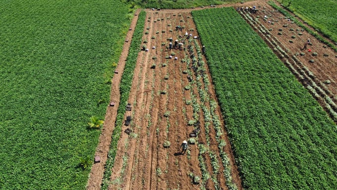 Đắk Lắk có khoảng 10.000 ha khoai lang, ước đạt sản lượng từ 280.000 - 300.000 tấn. Ảnh: Quang Yên.