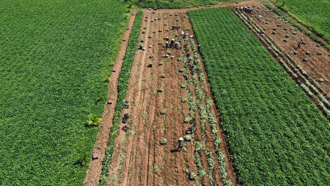 Dak Lak has about 10,000 hectares of sweet potatoes, with an estimated output of 280,000 - 300,000 tons. Photo: Quang Yen.