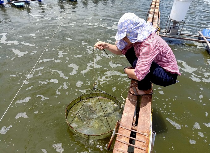 Examination of shrimp in the topic 'Research on the production of microbial preparations against vibrio spp. causing acute hepatopancreatic necrosis disease in giant tiger prawn and whiteleg shrimp' conducted by RIA 2. Photo: Thanh Son.