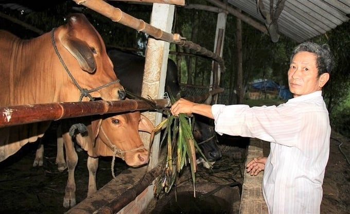 Bò thịt giảm giá, nông dân Bình Định chuyển sang nuôi bò nái sinh sản. Ảnh: V.Đ.T.