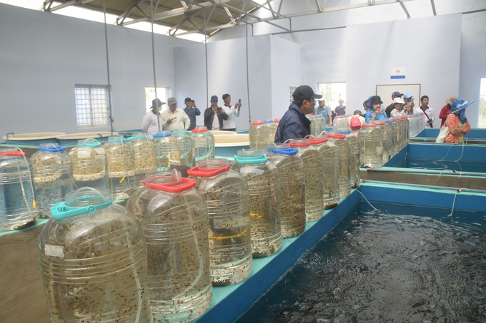Đoàn công tác của ngành thủy sản Bình Định tham quan cơ sở sản xuất rong giống theo phương pháp cấy mô của Công ty DBLP tại huyện Tuy An (Phú Yên). Ảnh: V.Đ.T.