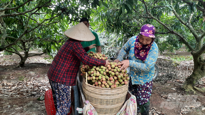 Phuong Nam ward has nearly 400 hectares of early-ripening lychees. Photo: Nguyen Thanh.