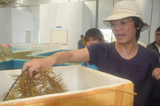 Anh Đỗ Linh Phương, Giám đốc điều hành Công ty DBLP, hướng dẫn các cán bộ kỹ thuật của ngành thủy sản Bình Định cách trồng rong biển. Ảnh: V.Đ.T.