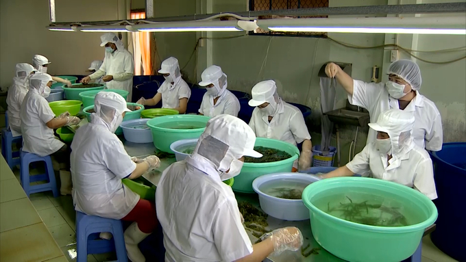 Seaweed is processed before being exported to the market.  Photo: VDT