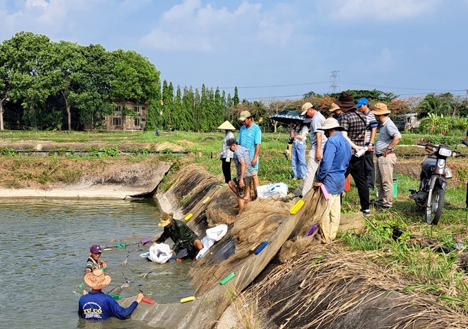 The Ministry of Science and Technology inspects the field of state-level projects and projects implemented at the National Center for Freshwater Breeding in the South under RIA 2. Photo: Thanh Son.