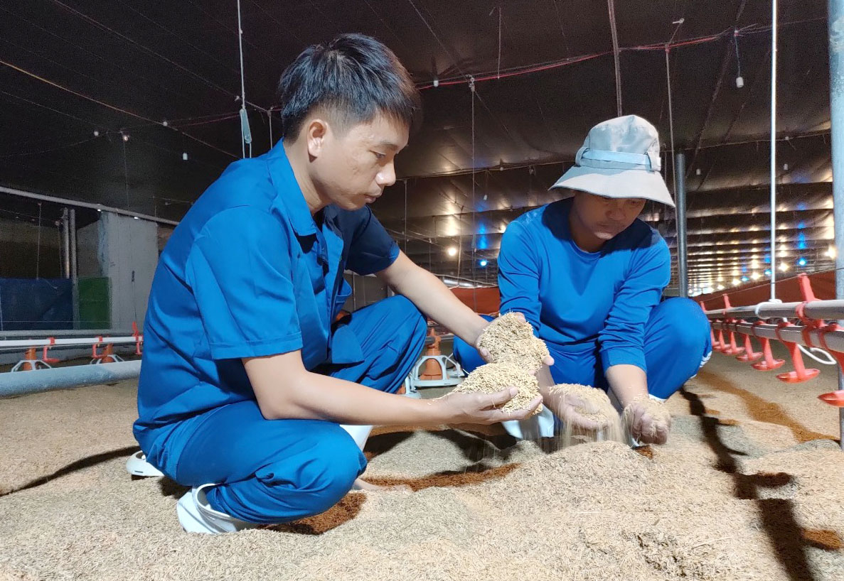 Mô hình nuôi gà trên đệm lót sinh học được Công ty Cổ phần Chăn nuôi C.P. Việt Nam liên kết với nông dân huyện Lâm Hà, Lâm Đồng. Ảnh: Minh Hậu.