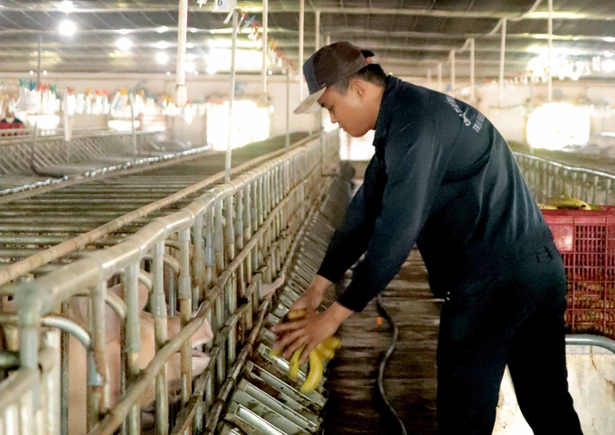 Hiện nay, tỉnh Gia Lai đã có những giải pháp nhằm tái cơ cấu lại ngành chăn nuôi, từng bước tháo gỡ khó khăn, kiểm soát tốt dịch bệnh. Ảnh: Đăng Lâm.