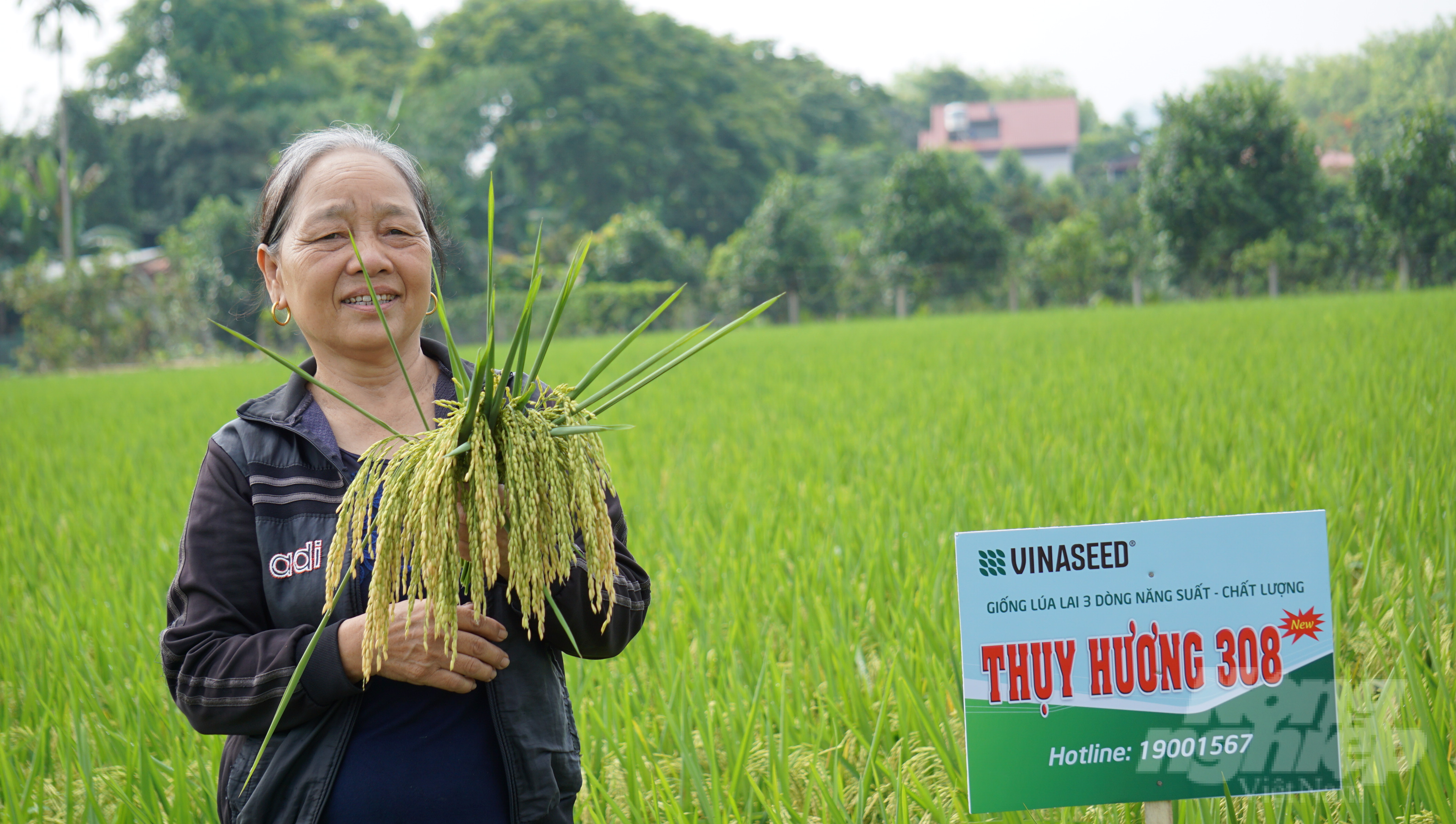 Bà Sa phấn khởi vì giống lúa Thụy Hương 308 cho năng suất cao. Anh: Quốc Toản.