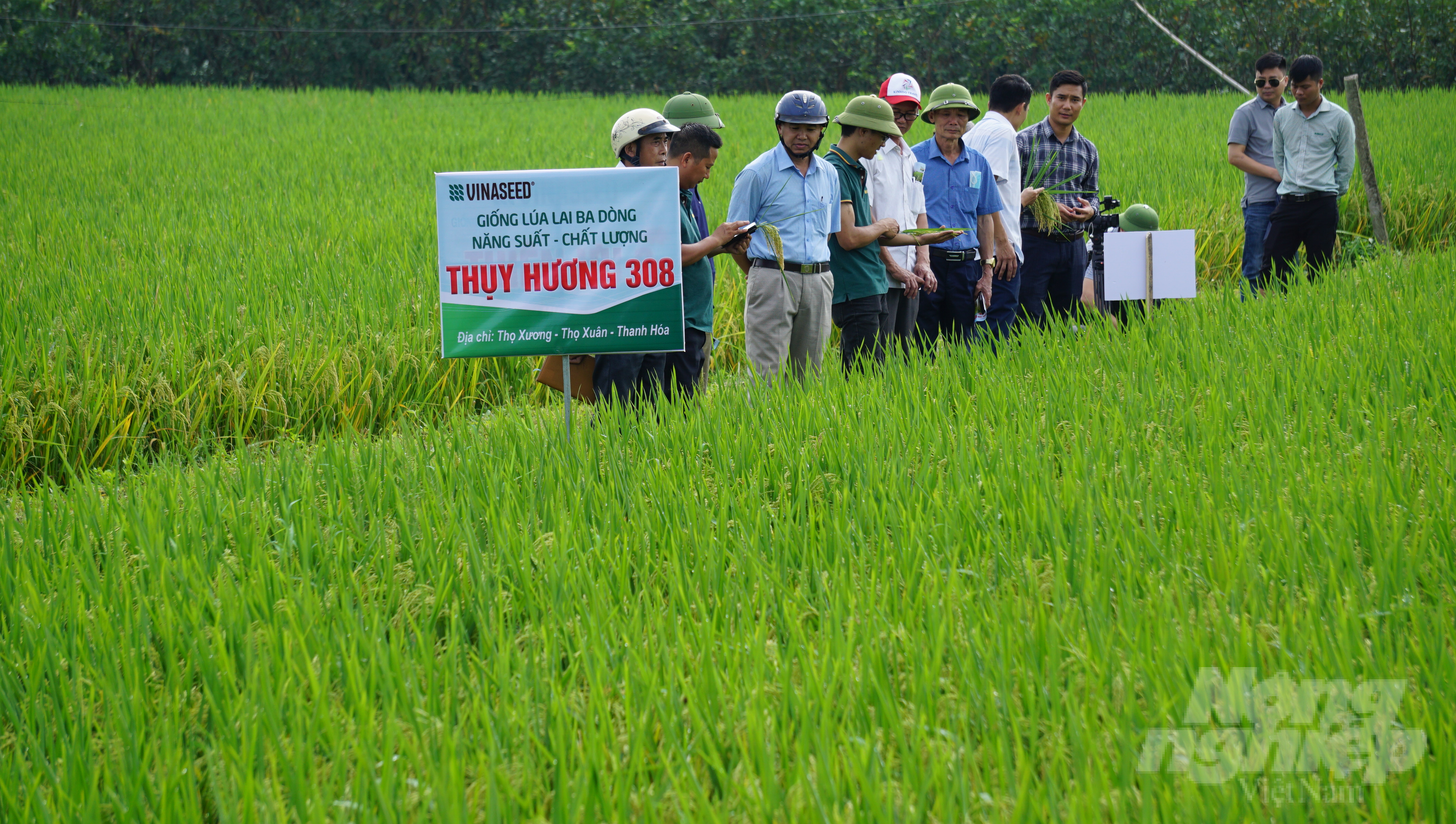 Giống lúa Thụy Hương 308 đã có mặt tại nhiều địa phương trong tỉnh Thanh Hóa. Ảnh: Quốc Toản.