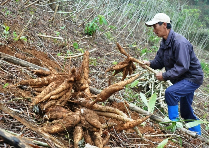 The current cassava cultivation area in Vietnam is 528,000 hectares.
