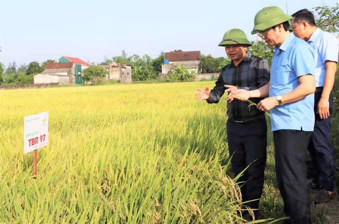 Việc phá bờ thửa, hình thành ô thửa lớn và xây dựng các mô hình sản xuất lúa theo hướng hữu cơ ở huyện Cẩm Xuyên đã góp phần gia tăng giá trị kinh tế trên đơn vị diện tích. Ảnh: Thanh Nga.