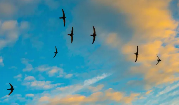 Swifts in flight over Monmouthshire, Wales. Birds that rely on invertebrates for food were found to be the hardest hit. Photograph: Nature Picture Library/Alamy