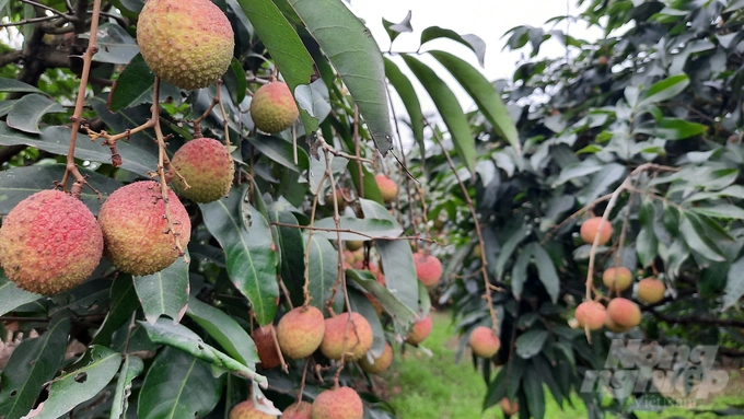 Quang Ninh province is applying the OTAS system and standards to Phuong Nam early-ripening lychees. Photo: Nguyen Thanh.