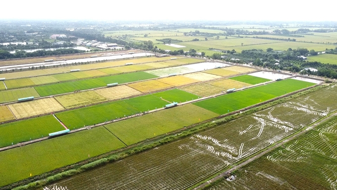 Experimental field and large-scale production field at the Cuu Long Delta Rice Research Institute in O Mon district, Can Tho city. Photo: Kim Anh.