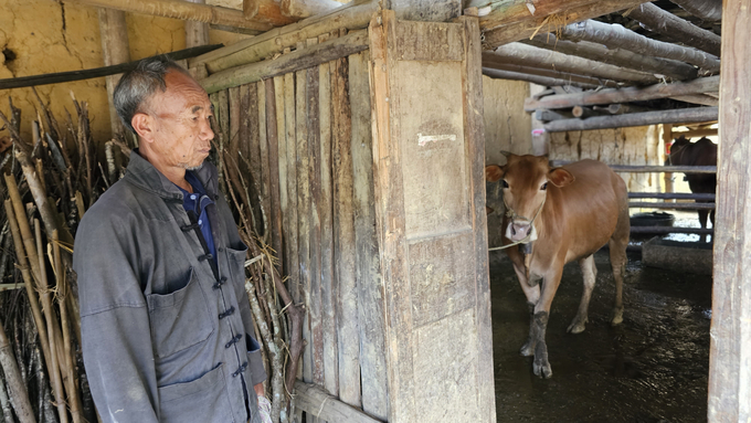 Người dân ở Dìn Chin ngoài trồng chè thì còn nuôi bò để không phụ thuộc vào nguồn nước. Ảnh: Hải Đăng.