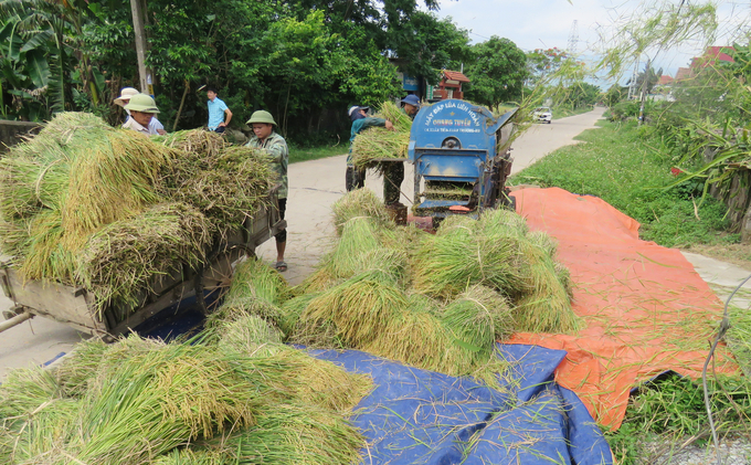 Do gặt liềm nên phải thuê máy tuốt, chi phí tăng thêm 150 ngàn đồng/sào. Ảnh: T.Phùng.