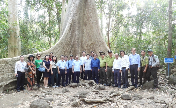Bộ trưởng Bộ NN-PTNT Lê Minh Hoan cùng đoàn công tác chụp ảnh lưu niệm bên gốc cây cổ thụ quý hiếm hơn 700 năm tuổi trong chuyến thăm và làm việc với Vườn Quốc gia Cát Tiên vào 17/3/2023. Ảnh: Trần Trung.