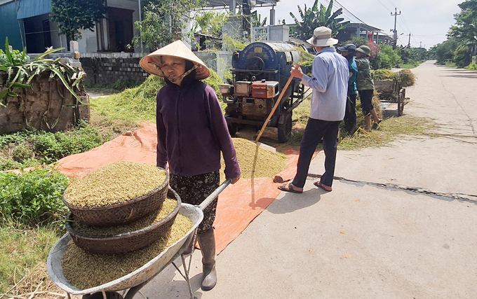 Đưa hạt thóc về nhà trong cái nắng như đổ lửa. Ảnh: T.Phùng.