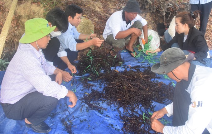 The technicians of the Binh Dinh fisheries industry learned how to tie seaweed seeds to the ropes for commercial farming from employees of Okinawa Co., Ltd. (Song Cau town, Phu Yen). Photo: V.D.T.