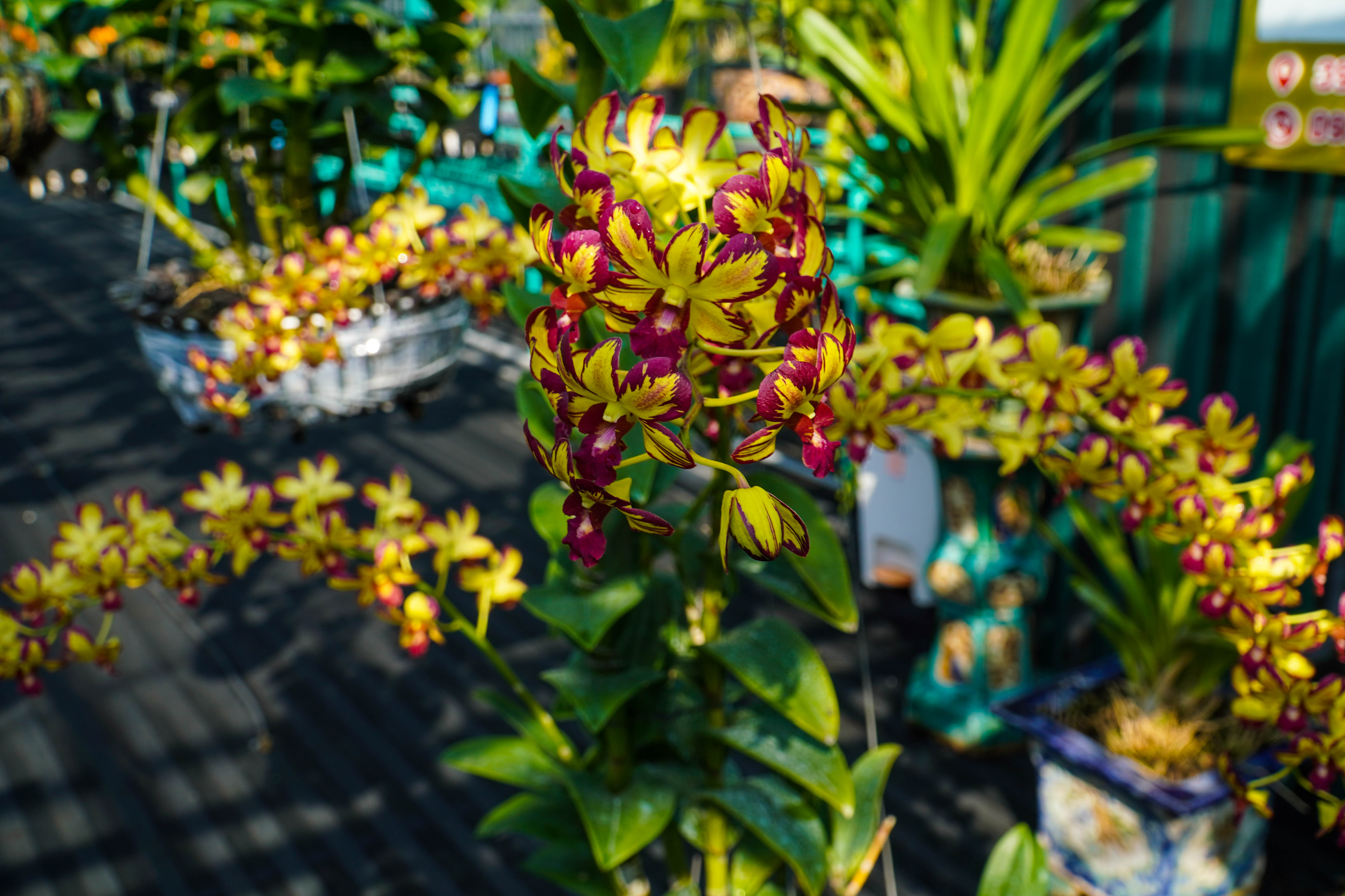 Dòng hoa lan Dendro được rất nhiều người yêu thích bởi sự đa dạng về màu sắc, cách chăm sóc đơn giản, giá cả phải chăng. Ảnh: Kim Anh.