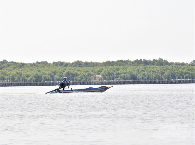 According to the project, approximately 2,800 hectares of forest are under development and protection. Additionally, the project plans to upgrade and renovate 19 kilometers of sea dykes and breakwaters. Photo: Trung Chanh.