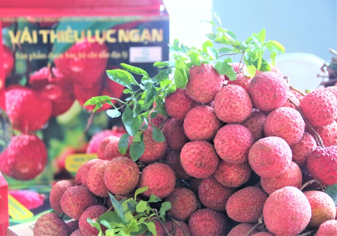 It is expected that Central Retail Vietnam Group will consume about 300 tons of lychee in Luc Ngan, Bac Giang in 2023. Photo: Pham Hieu.