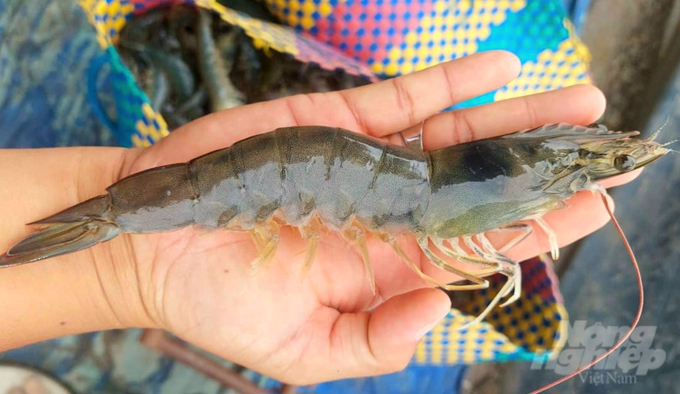 Farmers and shrimp seed production facilities are recommended to coordinate in the surveillance of disease on shrimp; thereby, preventing the spread of pathogens into the environment. Photo: Kim Anh.