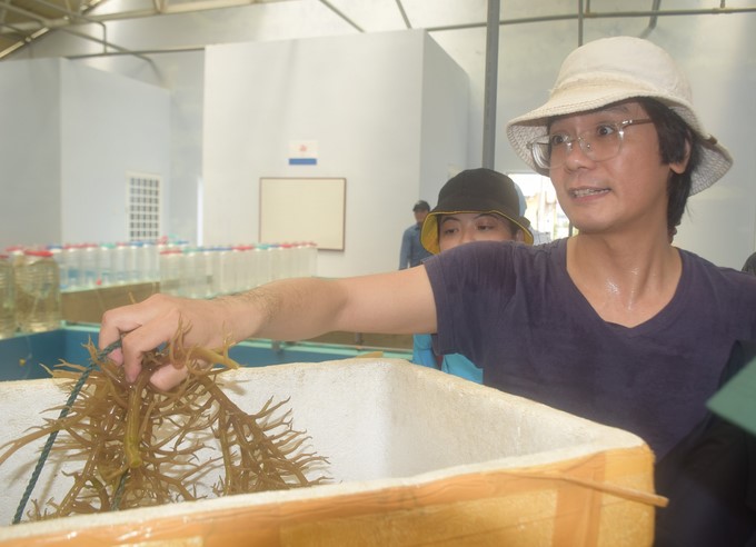 Growing seaweed in Binh Dinh requires using mature varieties, 15–20 cm long, to harvest before the rainy season. Photo: V.D.T.