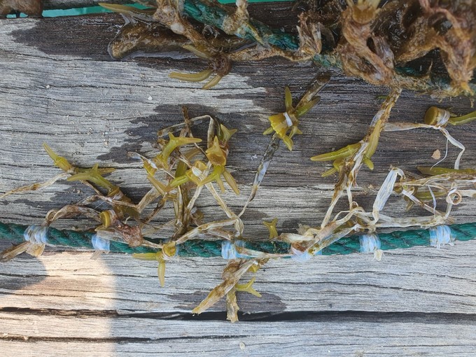 Seeds are tied to a rope, ready to be brought to the sea. Photo: V.D.T.
