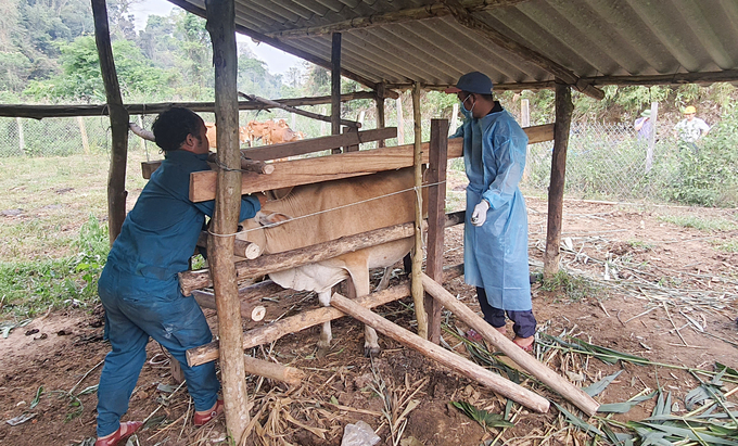 Anh Đinh Lực, cán bộ thú y cơ sở được tập huấn nên rất thành thục trong việc tiêm vacxin cho đàn gia súc ở xã Thượng Trạch. Ảnh: Tâm Phùng.