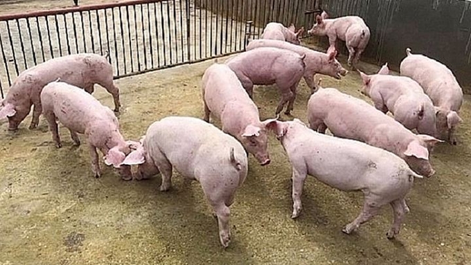 Update on the price of live pork market in 3 regions today 05/19/2023