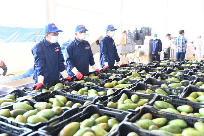 Hiện nay, Sơn La đang trở thành vựa cây ăn quả lớn, thu hút nhiều doanh nghiệp vào đầu tư, các doanh nghiệp này đang rất cần nhu cầu hợp tác trong hoạt động với khuyến nông cộng đồng. Ảnh: TL.