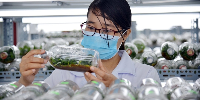 Each year, the AHTP’s laboratory can meet 1-2 million seedlings of all kinds. Photo: Nguyen Thuy.