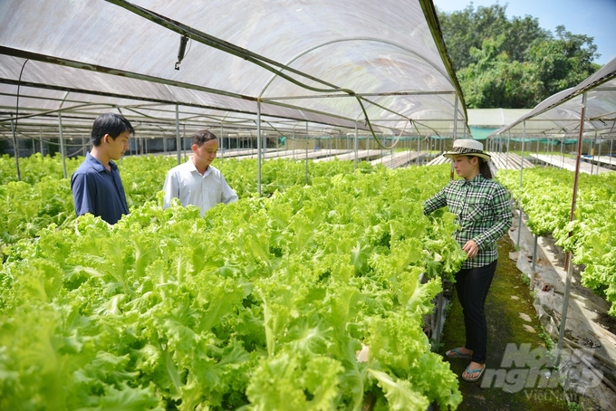 The circulating hydroponic leafy vegetable model has been transferred by AHTP to units and individuals in the area of Ho Chi Minh City as well as other provinces. Photo: Nguyen Thuy.