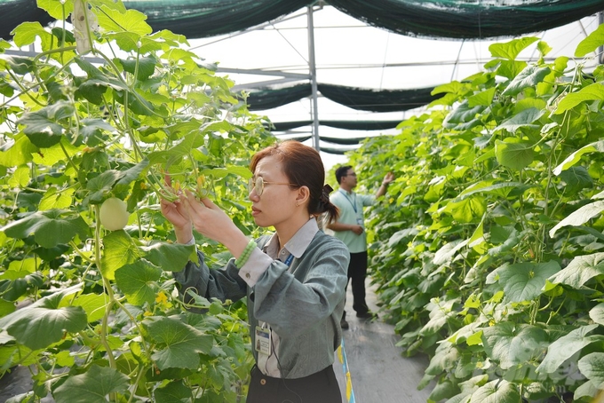 The Agricultural Hi-Tech Park of Ho Chi Minh City has submitted a registration dossier for the protection of cantaloupe varieties and is conducting a test of bitter melon varieties to be recognized as a national variety. Photo: Nguyen Thuy.